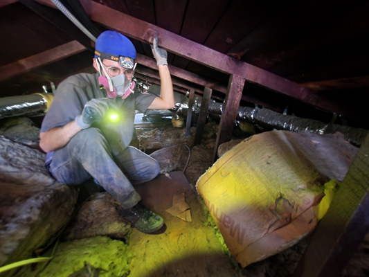Attic Cleaning and Repair