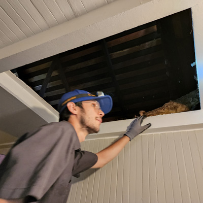 Rodent Damage Repair